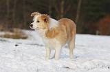 BORDER COLLIE 1210